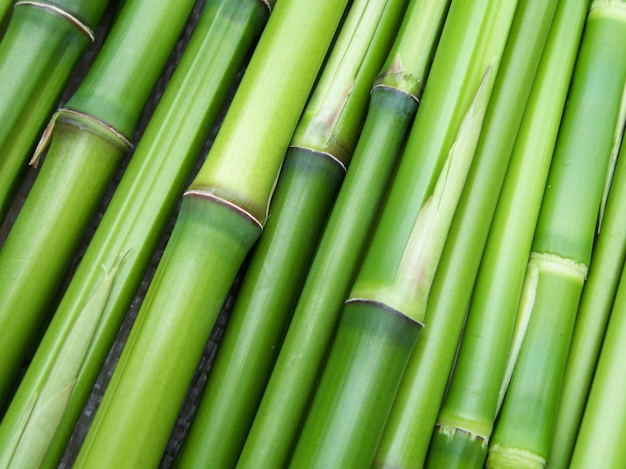 The Bamboo Problem:                                   Not as Green as It Seems