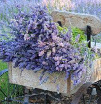 Sonoma Lavender
